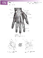 Sobotta Atlas of Human Anatomy  Head,Neck,Upper Limb Volume1 2006, page 183
